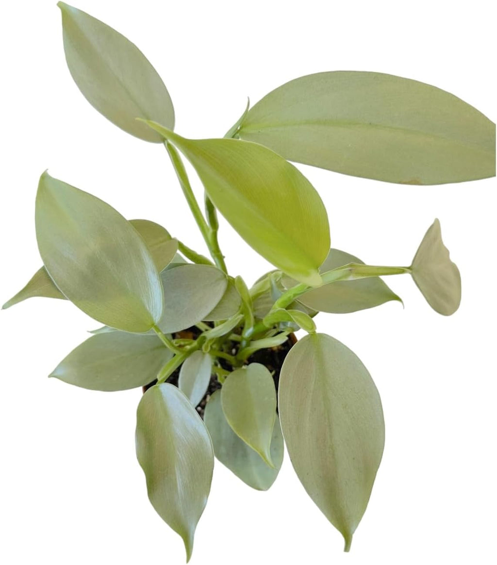 4 inch Philodendron Live Indoor Plant D377