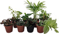 8 Plants in 2" pots Z85170