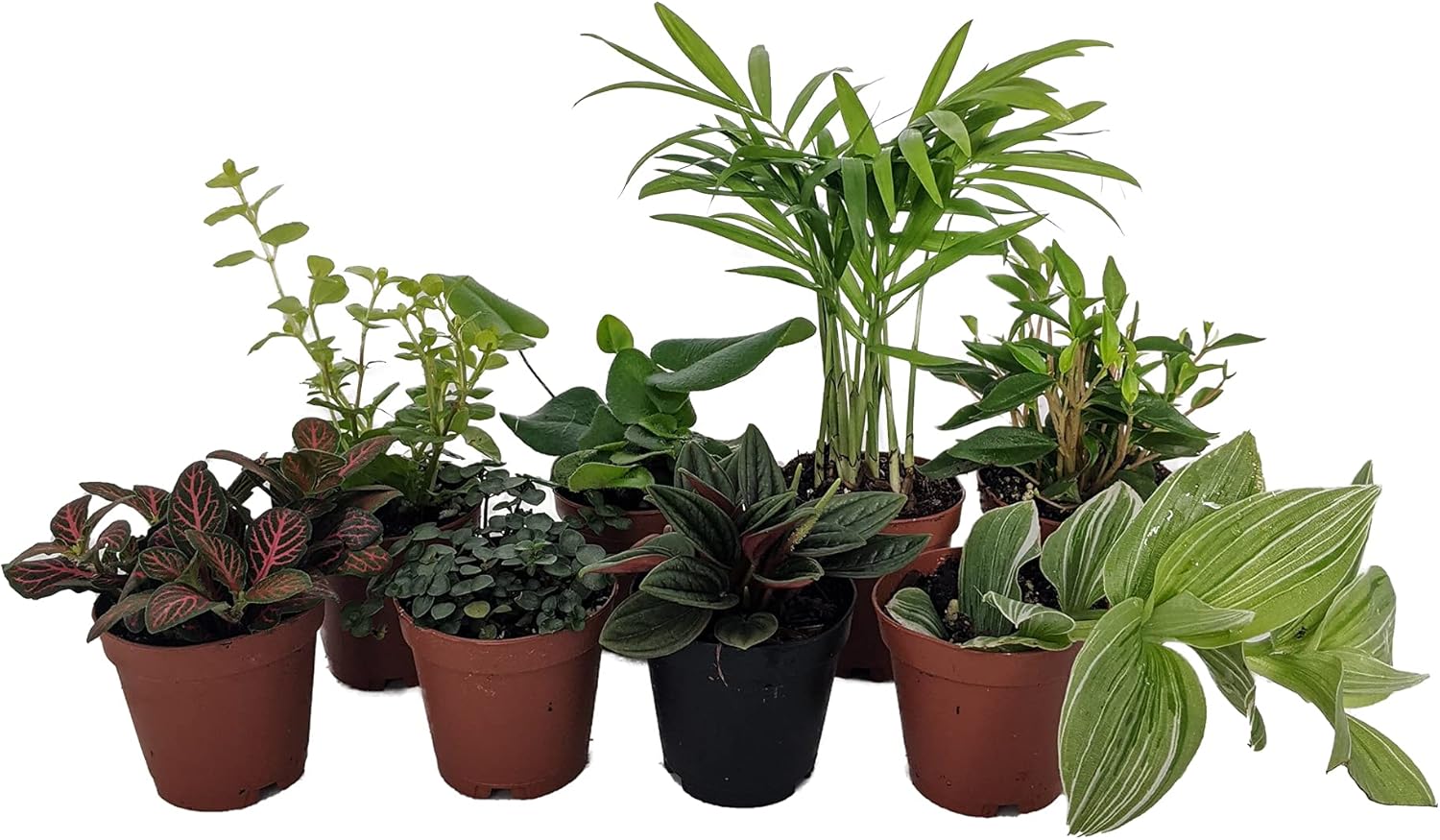 8 Plants in 2" pots Z85170