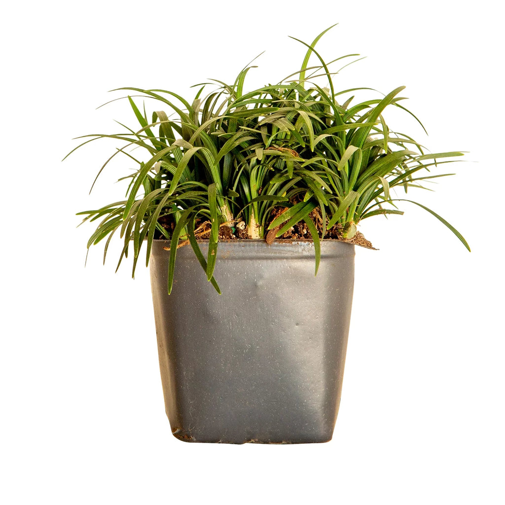 54 Pack (3.25 In. Pots) Dwarf Mondo Grass Outdoor Plant F80566