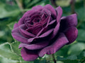 Dark Purple Rose Flower Bush Seeds K1904
