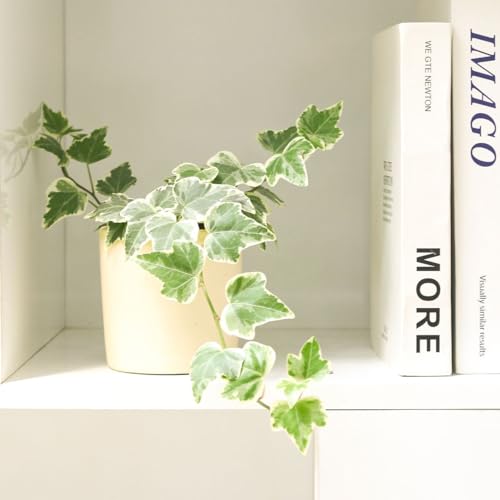 English Ivy (4" Pot) L8434