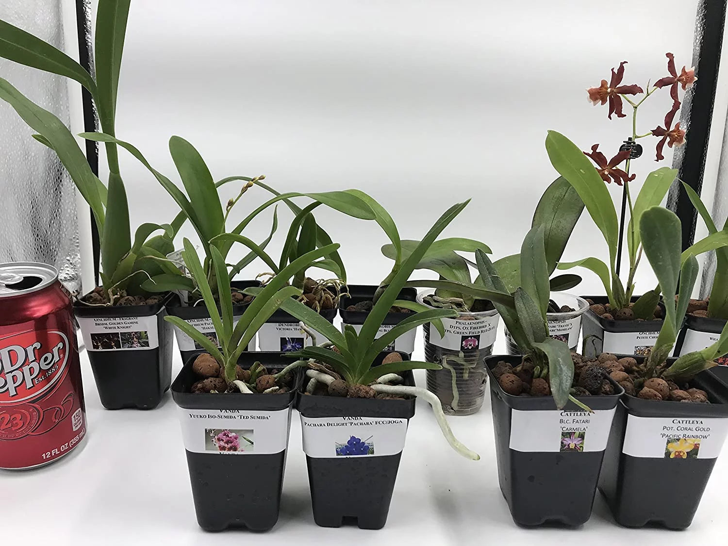 5 Live Orchid Plants T735
