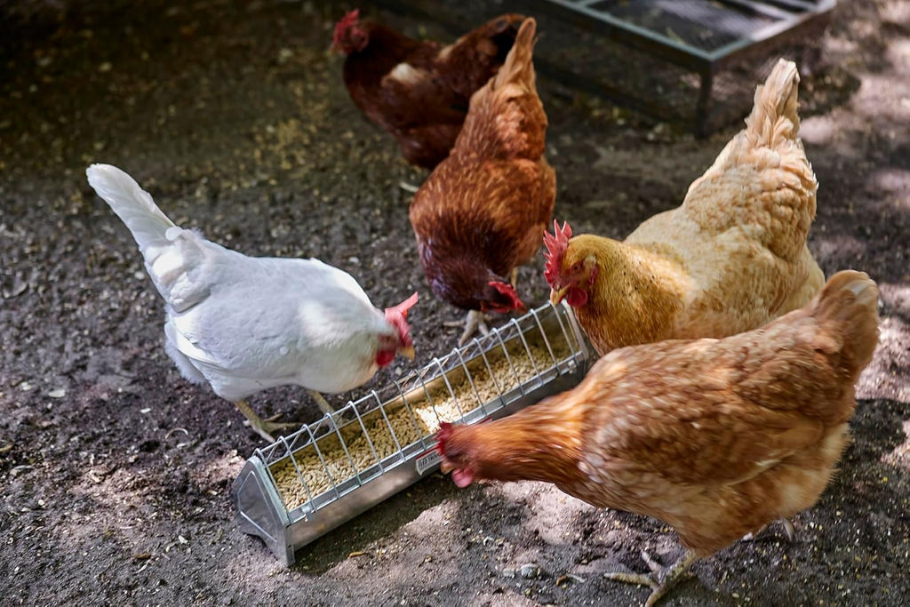 Galvanized Steel Poultry Trough Feeder 20" B548