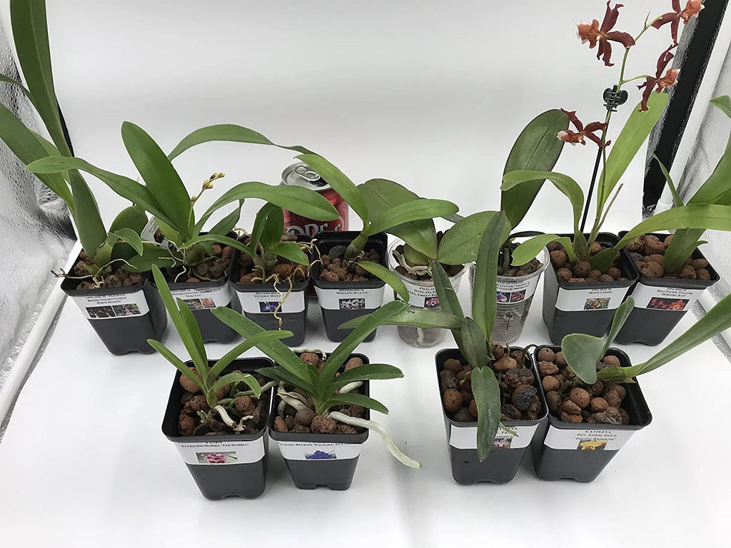5 Live Orchid Plants T735