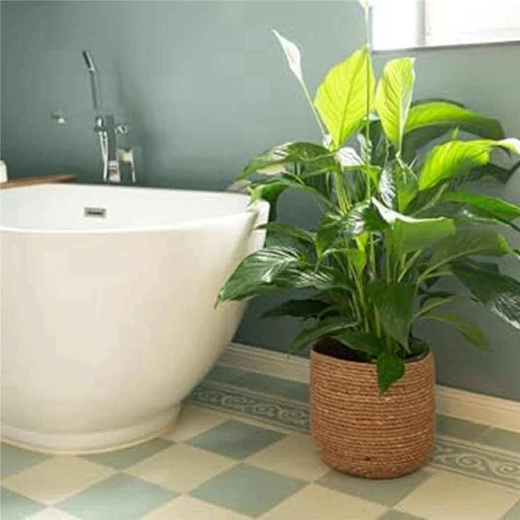 Seagrass Flower Pot - Woven Decorative Basket with Film Insert L355