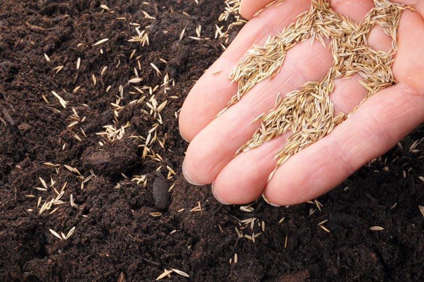 50lbs Tall Fescue Grass Seed T797698