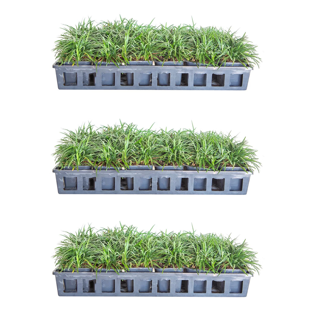54 Pack (3.25 In. Pots) Dwarf Mondo Grass Outdoor Plant F80566