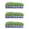 54 Pack (3.25 In. Pots) Dwarf Mondo Grass Outdoor Plant F80566
