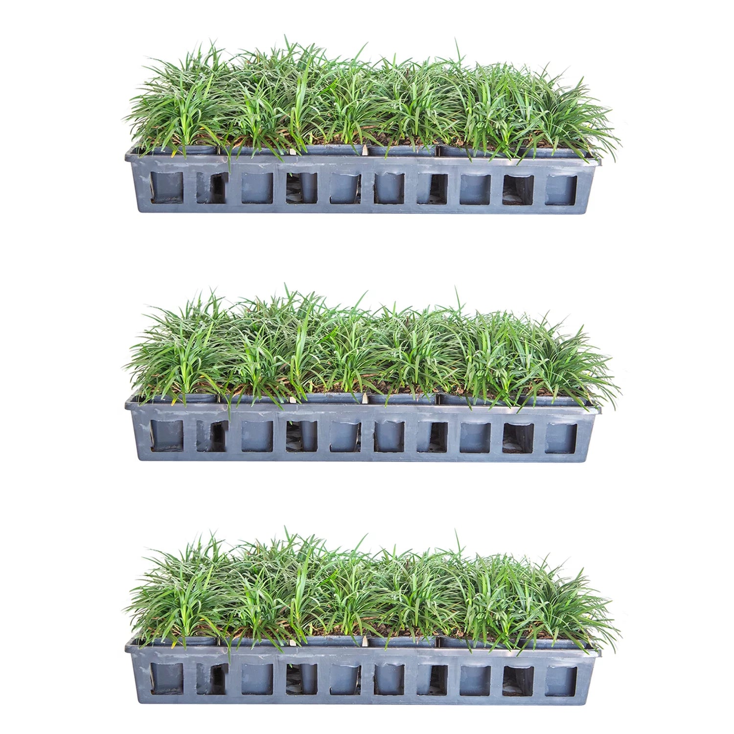 54 Pack (3.25 In. Pots) Dwarf Mondo Grass Outdoor Plant F80566