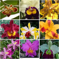5 Live Orchid Plants T735