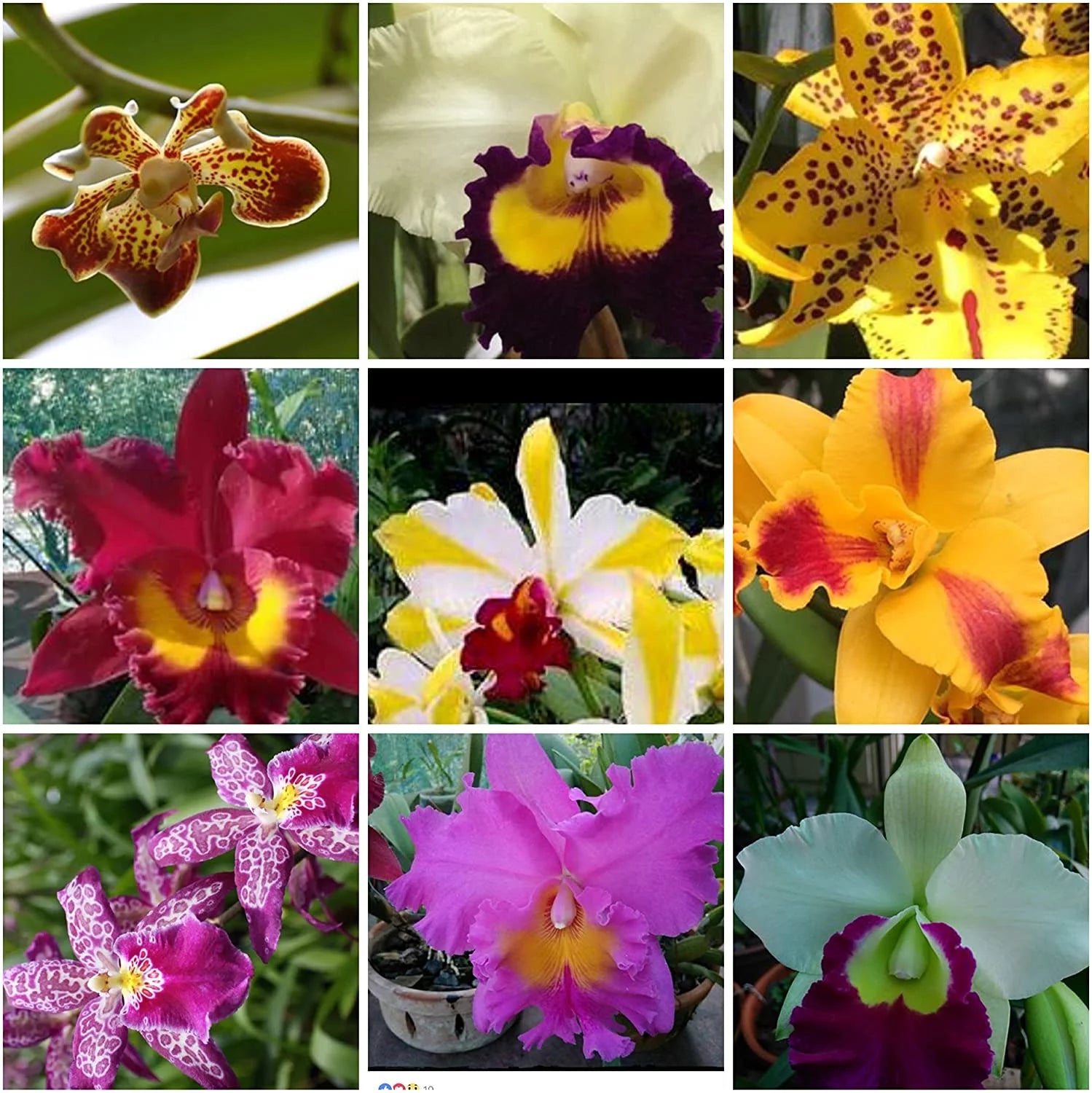5 Live Orchid Plants T735