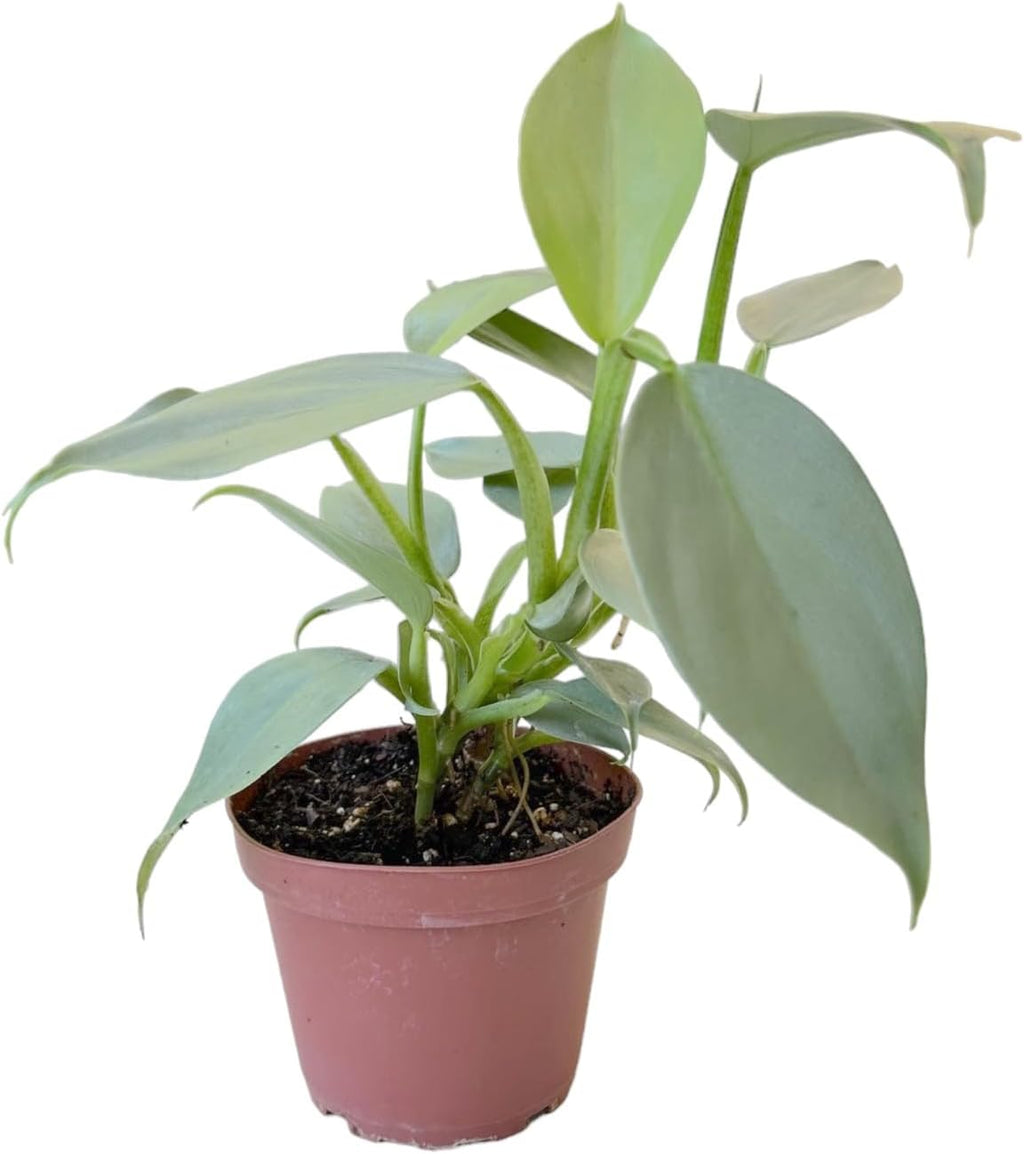 4 inch Philodendron Live Indoor Plant D377
