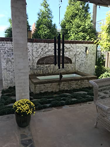 54 Live Plants Shade Loving Evergreen Ground Cover R940622