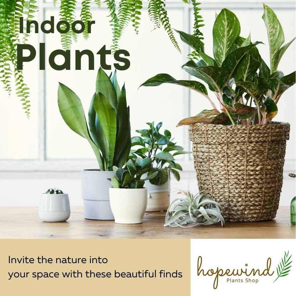 4 inch Philodendron Live Indoor Plant D377