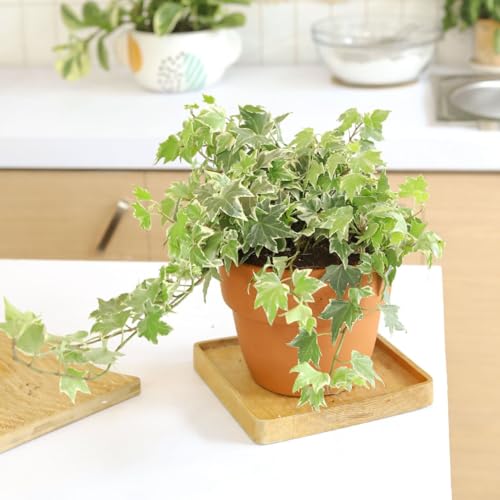 English Ivy (4" Pot) L8434