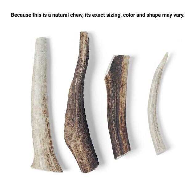 Elk Antler Dog Chew P769028