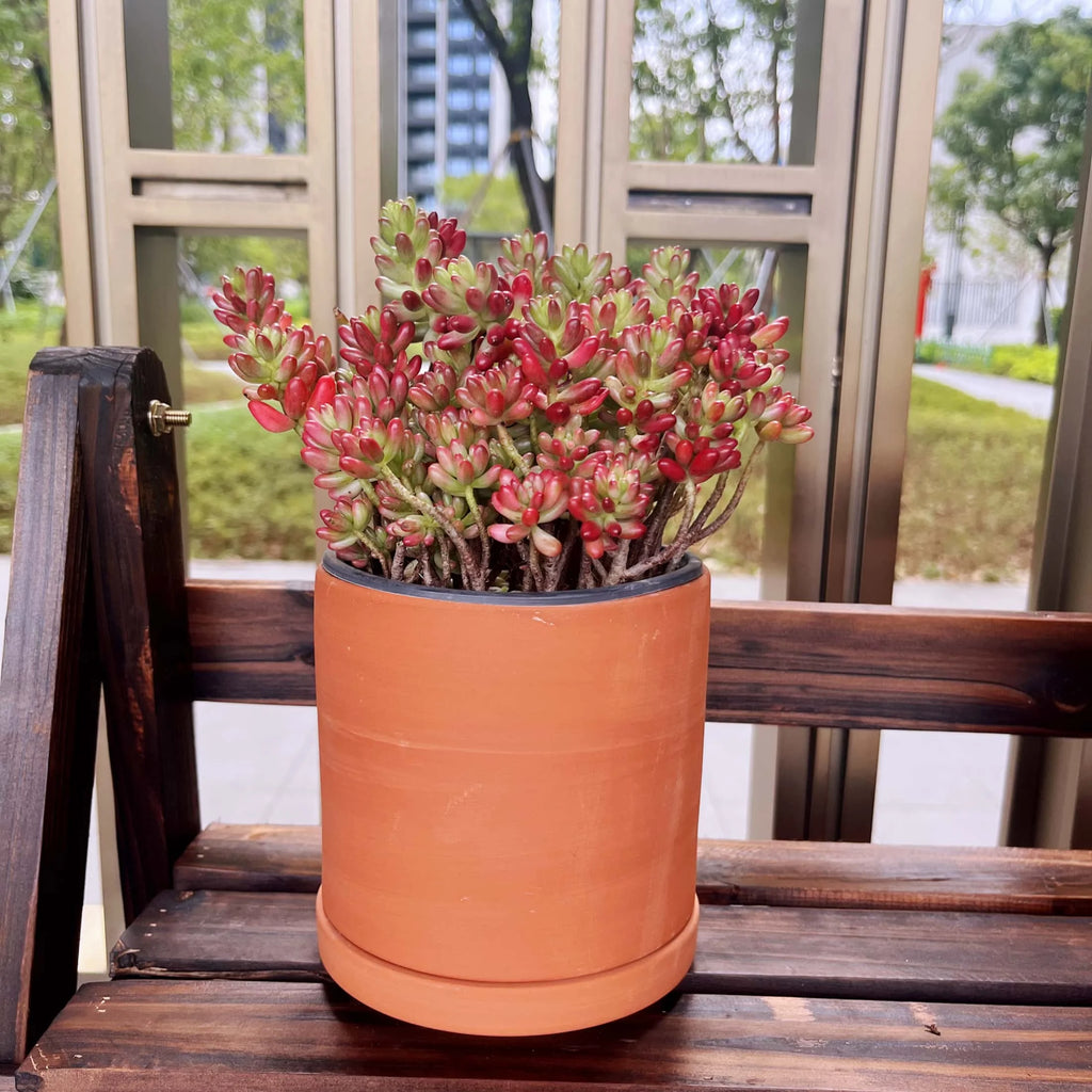 Terracotta Flower Pots, 3 Count with Drainage Holes E246