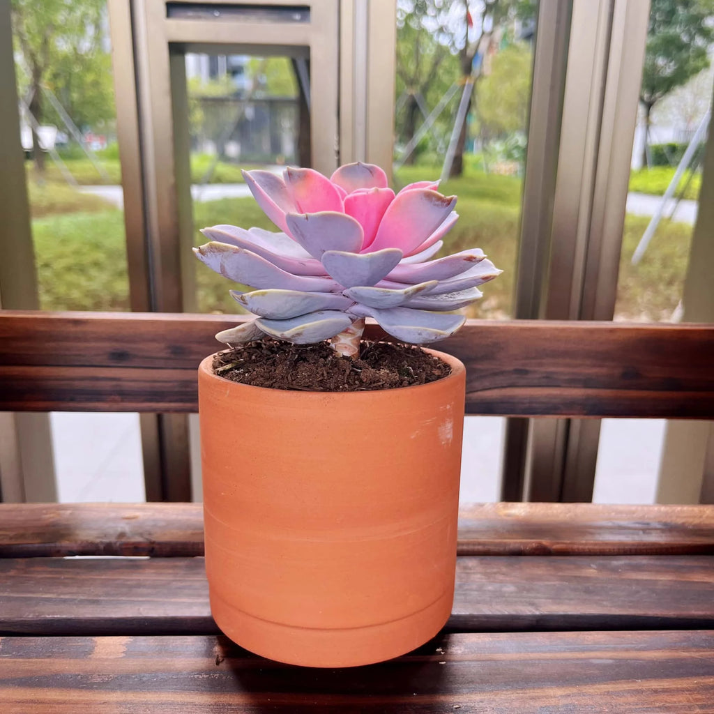 Terracotta Flower Pots, 3 Count with Drainage Holes E246