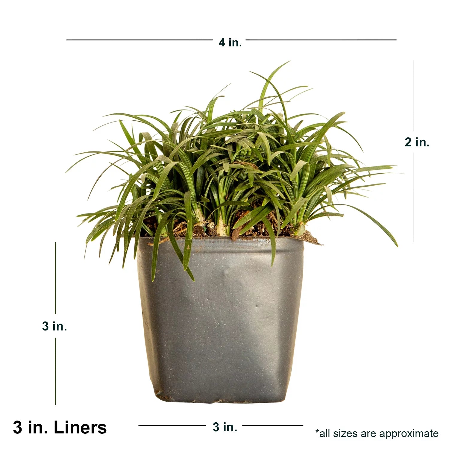 54 Pack (3.25 In. Pots) Dwarf Mondo Grass Outdoor Plant F80566