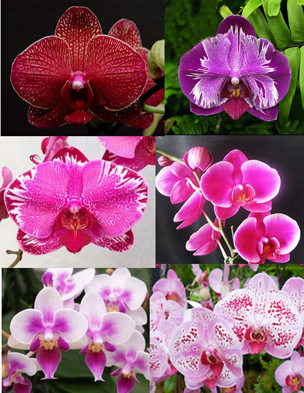 5 Live Orchid Plants T735