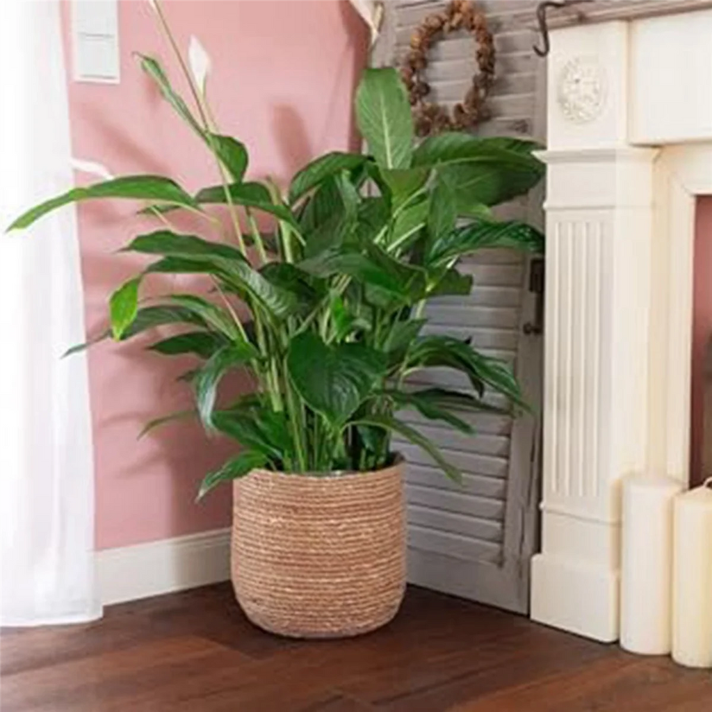 Seagrass Flower Pot - Woven Decorative Basket with Film Insert L355