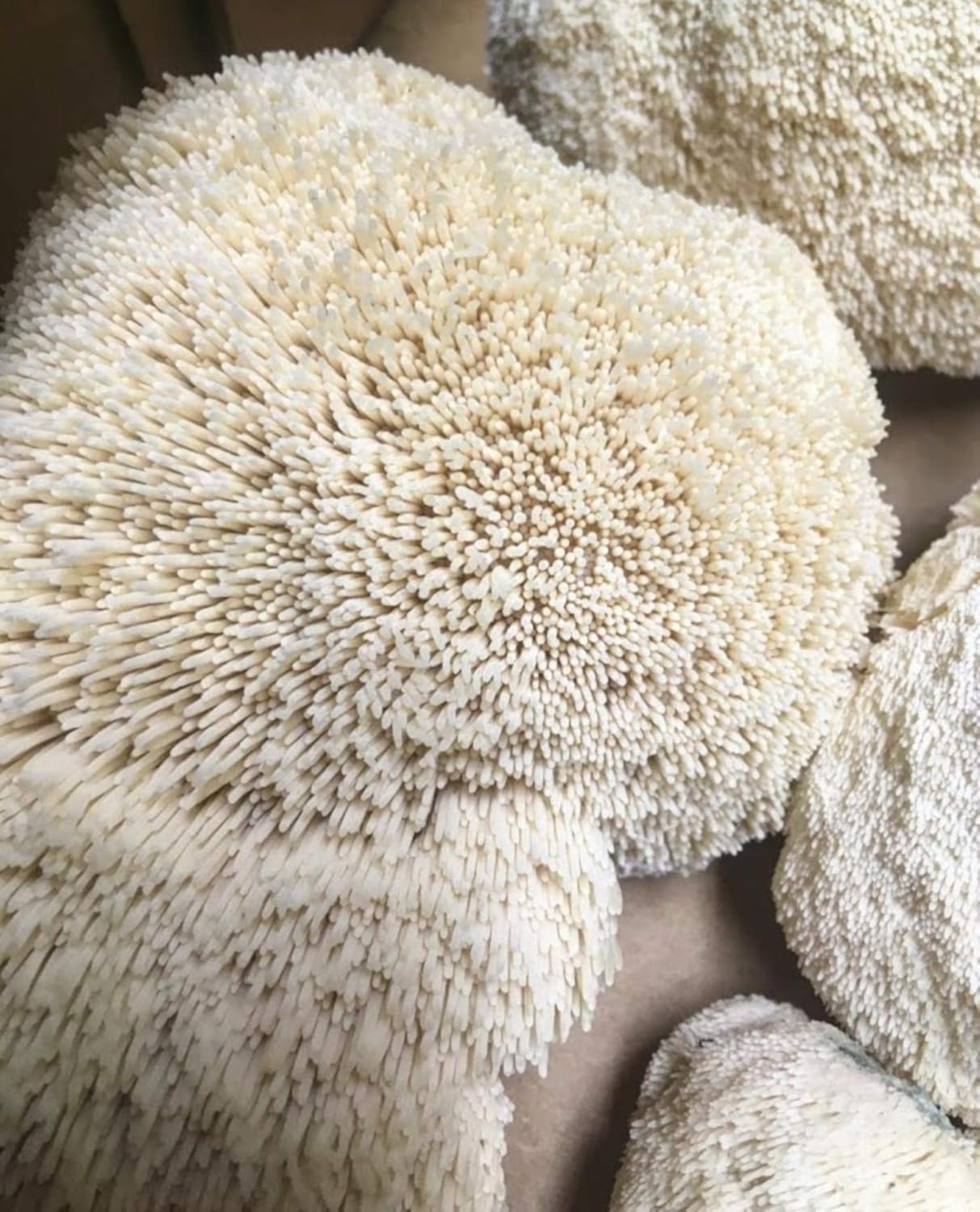 1 LB Lion's Mane Mushroom Spawn Mycelium I262