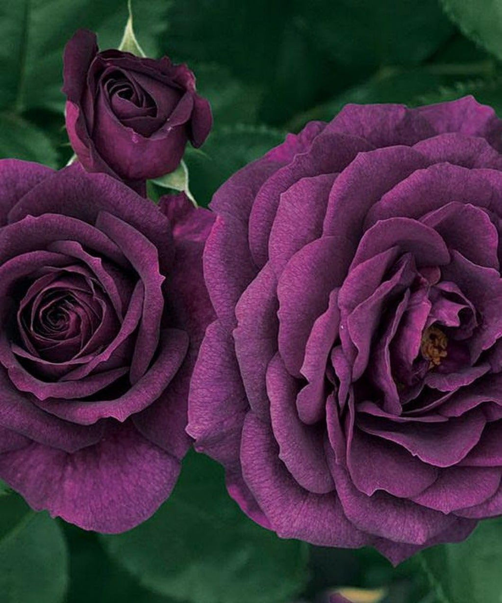 Dark Purple Rose Flower Bush Seeds K1904