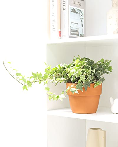 English Ivy (4" Pot) L8434