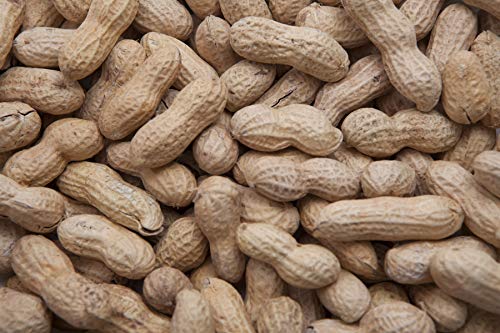 5 lbs in-Shell Peanuts Wild Bird Food J9906