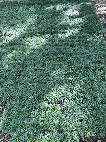 54 Live Plants Shade Loving Evergreen Ground Cover R940622