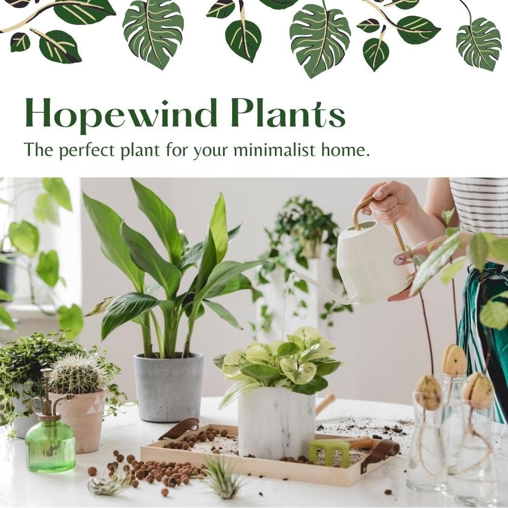 4 inch Philodendron Live Indoor Plant D377