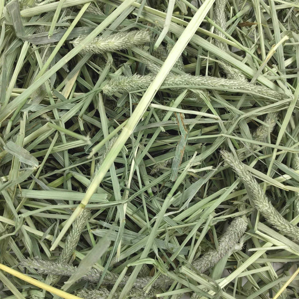 Western Timothy Hay N6379