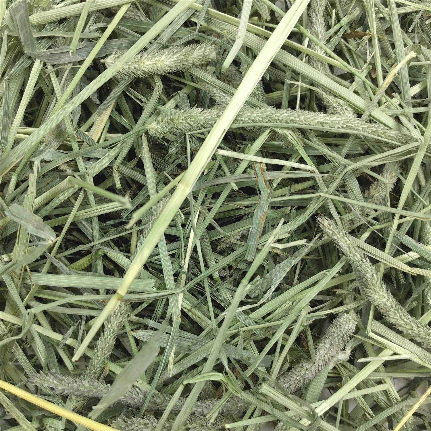 Western Timothy Hay N6379