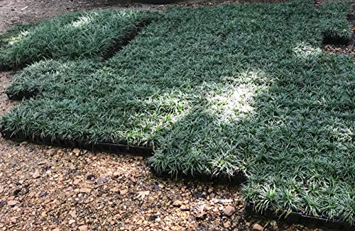 54 Live Plants Shade Loving Evergreen Ground Cover R940622