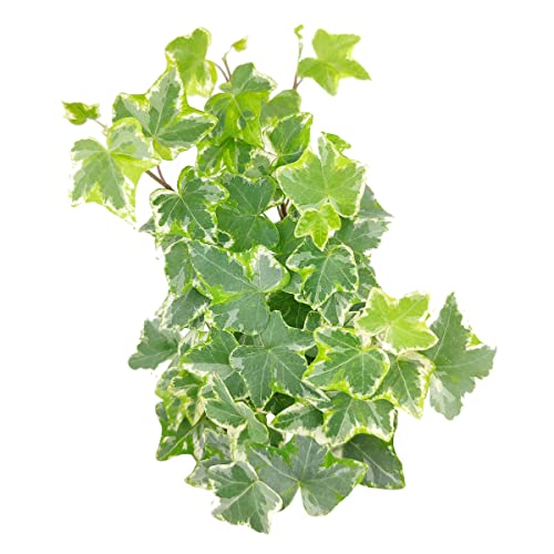 English Ivy (4" Pot) L8434