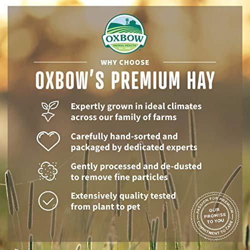 All Natural Western Timothy Hay - 15 oz. Y5844