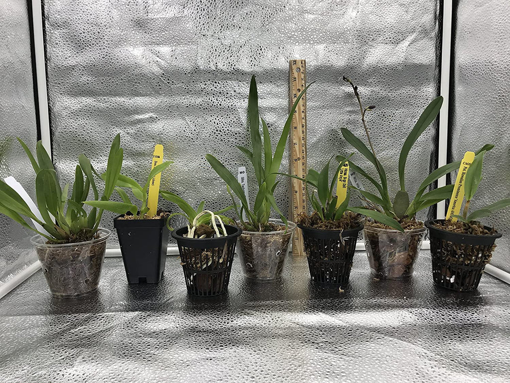 5 Live Orchid Plants T735