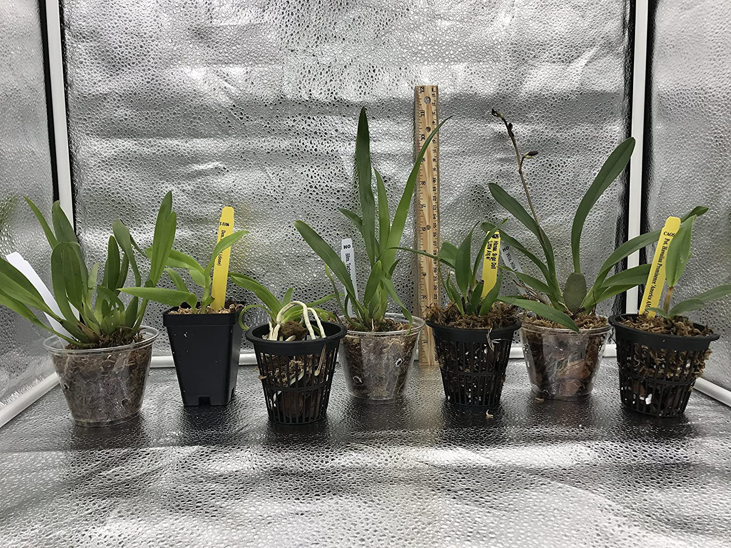 5 Live Orchid Plants T735