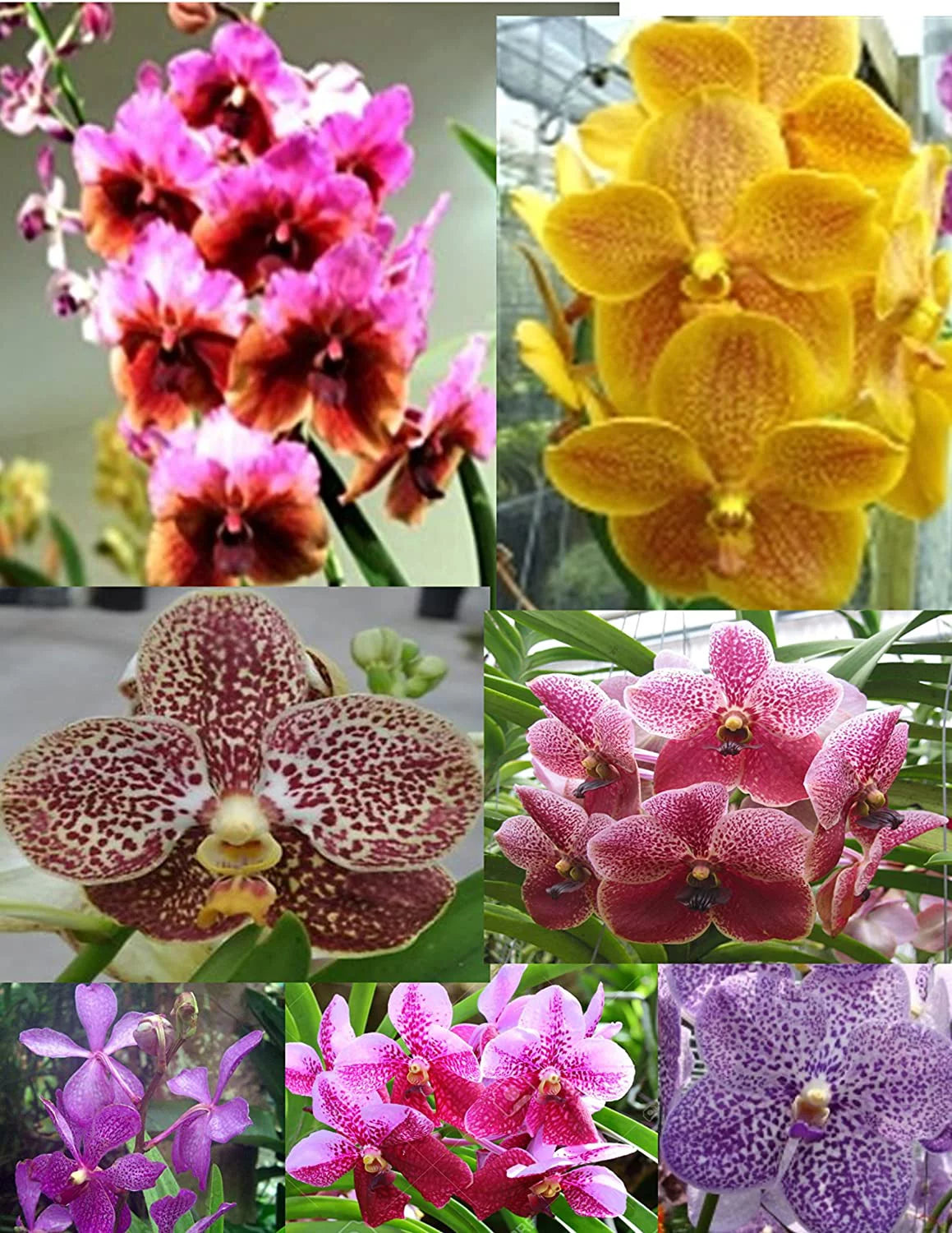 5 Live Orchid Plants T735