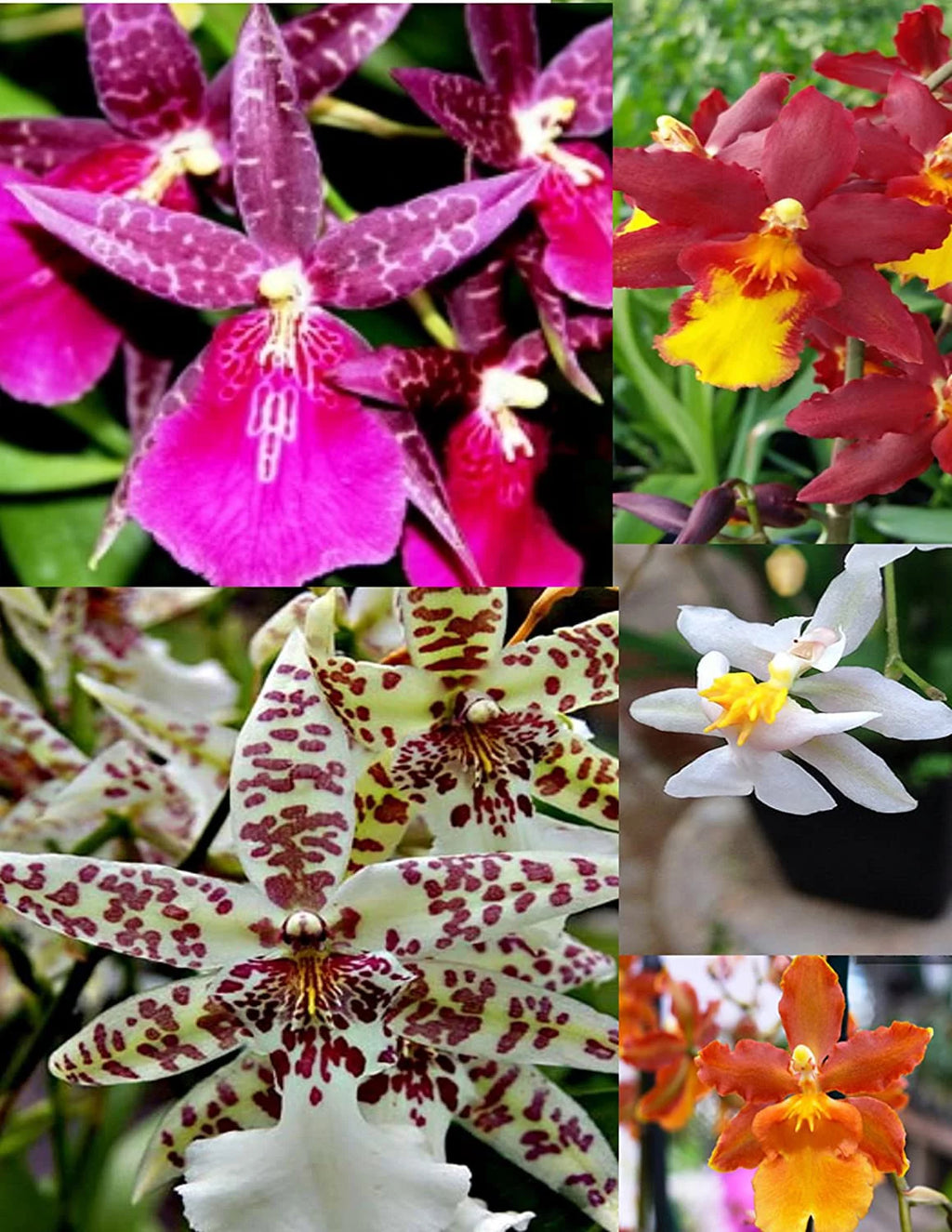5 Live Orchid Plants T735