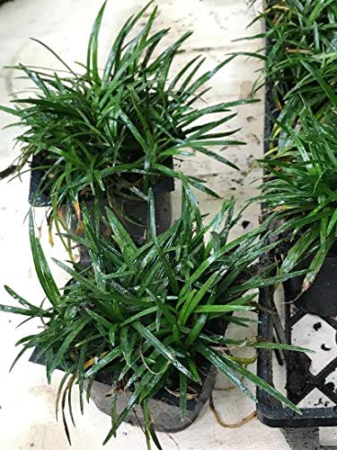 54 Live Plants Shade Loving Evergreen Ground Cover R940622