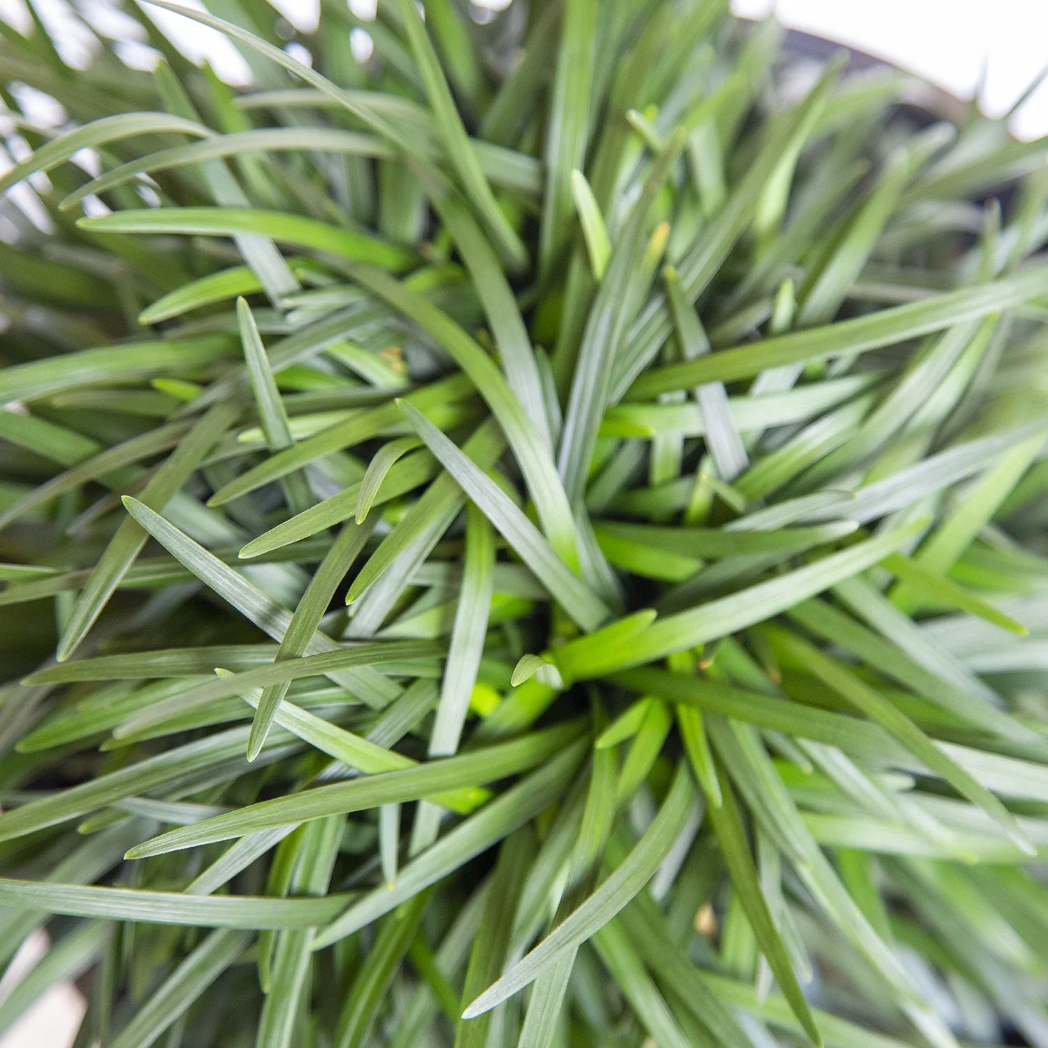 54 Pack (3.25 In. Pots) Dwarf Mondo Grass Outdoor Plant F80566